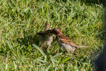 sparrow