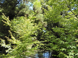 もみじ、かえで、川、神社、樹木
