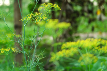 Close up of blooming dill flower and bee in garden