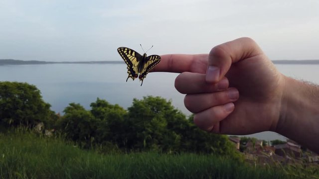 4K video of a Papillo Glaucus. Wonderful yellow butterfly on a finger. The butterfly is pretty close to the lake. It is calmly hanging on the finger.
