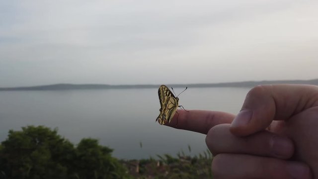 4K video of a Papillo Glaucus. Wonderful yellow butterfly on a finger. The butterfly is pretty close to the lake. It is calmly hanging on the finger.