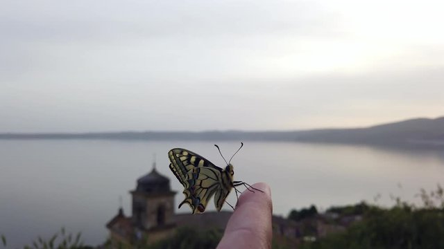 4K video of a Papillo Glaucus. Wonderful yellow butterfly on a finger. The butterfly is pretty close to the lake. It is calmly hanging on the finger.