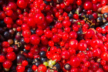 Groseilles et cassis