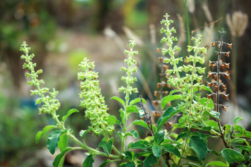 Close-up of fresh basil flowers plant in garden.
