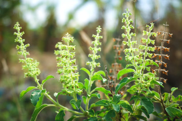 Close-up of fresh basil flowers plant in garden.