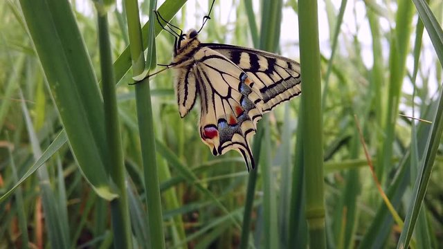 4K video of a Papillo Glaucus. Wonderful yellow butterfly in the middle of the grass. The butterfly is pretty close to the lake. It is hanging on a blade of grass.