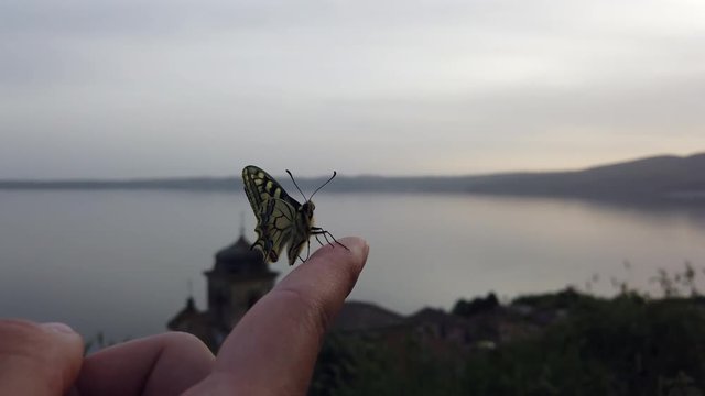 4K video of a Papillo Glaucus. Wonderful yellow butterfly on a finger. The butterfly is pretty close to the lake. It is calmly hanging on the finger.