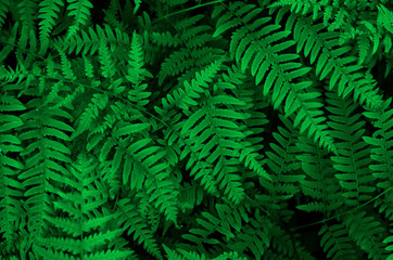 Fototapeta na wymiar Background with green ferns. Forest texture