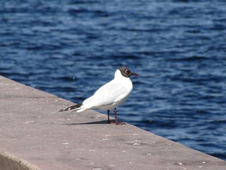 seagull on the beach