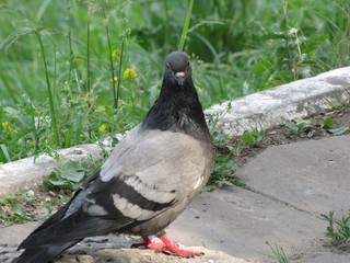 pigeon in the park