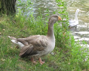 goose on grass