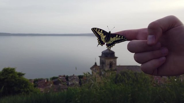 4K video of a Papillo Glaucus. Wonderful yellow butterfly on a finger. The butterfly is pretty close to the lake. It is calmly hanging on the finger.