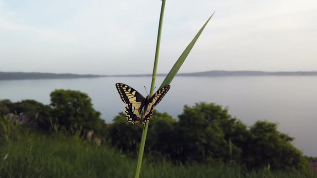 4K video of a Papillo Glaucus. Wonderful yellow butterfly on blade of grass. The butterfly is pretty close to the lake. It is calmly hanging on the grass.