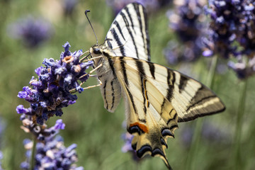 Papillon