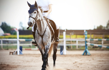 A gray beautiful horse with a rider in white clothes in the saddle elegantly walks along the sandy field for competitions in jumping, on which barriers are placed.