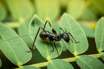 ant on leaf