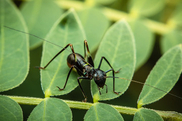 ant on a leaf