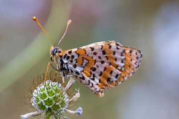 Papillon