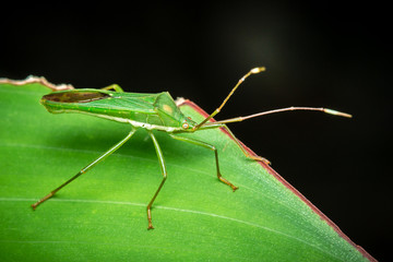 grasshopper on leaf
