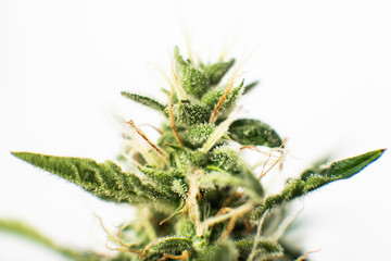 medicinal marijuana cbd thc. Bud cannabis before harvest. Macro shot with sugar trichomes.