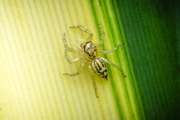 Jumping spider on a yellow background