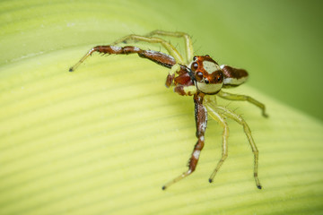  Jumping spider on a yellow background