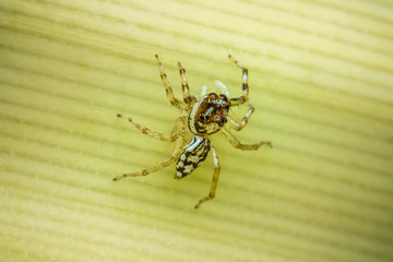  Jumping spider on a yellow background