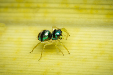  Jumping spider on a yellow background