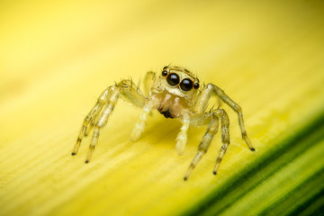  Jumping spider on yellow background