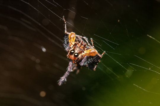  Jumping spider on a web