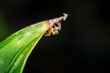  Jumping spider on a leaf