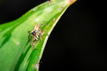  Jumping spider on a green leaf