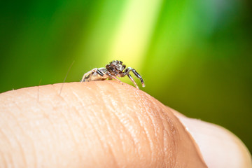  Jumping spider on hand