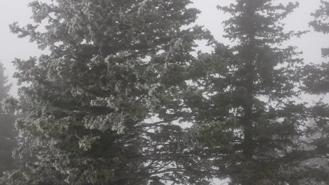 Branches of a tree moving in a snow storm