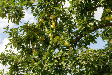 Fototapeta na wymiar Äpfel auf einem altem Streuobstbaum