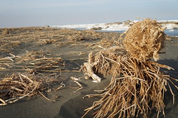 Dry grass on sandy coast!