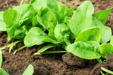 Fresh organic leaves of spinach in the garden