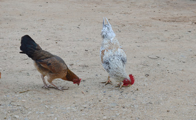 cock with hen in farm, sharing their food