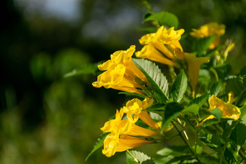 Close up Yellow elder, Yellow bells, or Trumpetflower, Scientific name is Tecoma stans