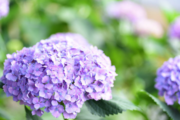 Obraz premium blue flowers in the garden