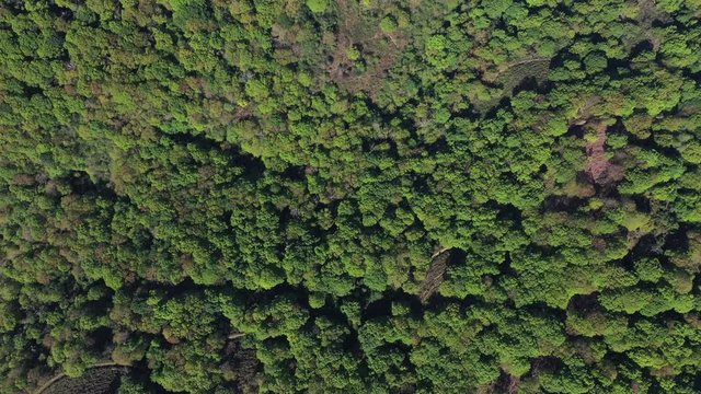 Oak forest, Springtime, Remendon forest, Guriezo Municipality, Cantabria, Spain, Europe