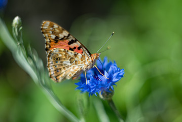 butterfly on flower