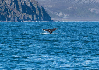 Naklejka premium Detail of humpback fin tail, Iceland