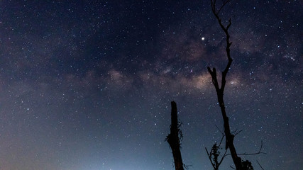 A silhouette of a  tree in front of the Milky Way