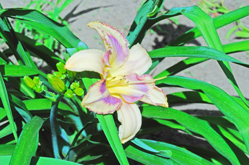 Obraz premium Flower white-purple lilies on the background of green leaves of lilies