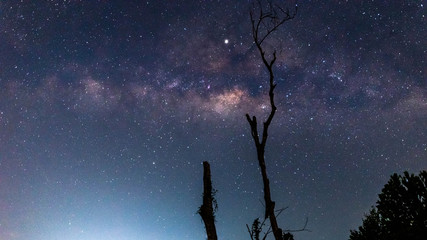 A silhouette of a  tree in front of the Milky Way