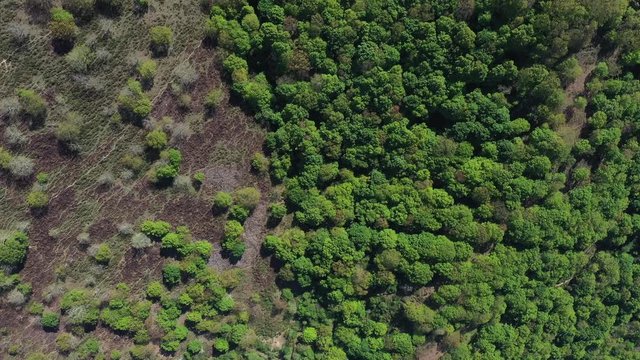 Oak forest, Springtime, Remendon forest, Guriezo Municipality, Cantabria, Spain, Europe