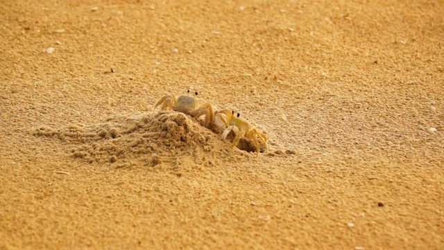 Two sand crabs coming out of the same hole.