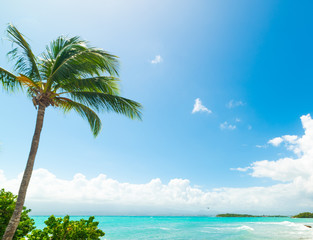 Palm trees and blue sea in Bas du Fort beach in Guadeloupe