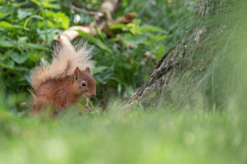 Naklejka na ściany i meble Red Squirrel, Sciurus vulgaris, on ground level and branch beside grass and pine tree in Scotland during June.